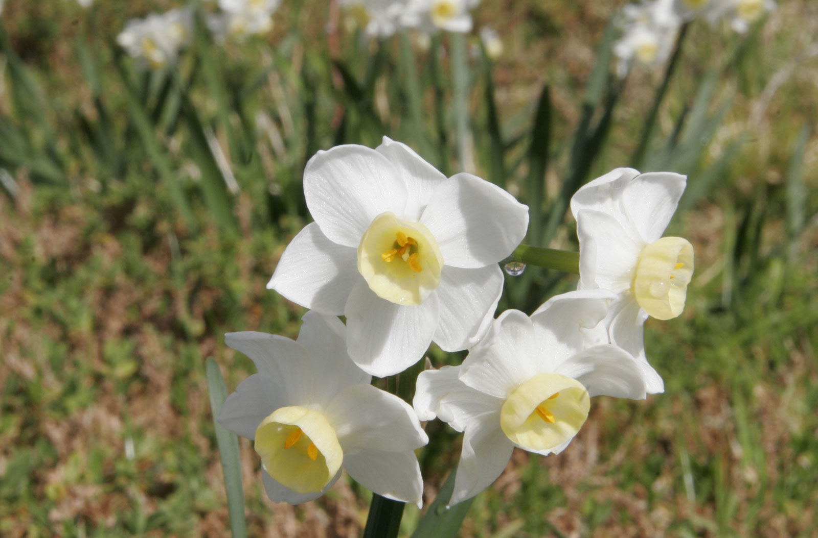 Flowers with depth of field