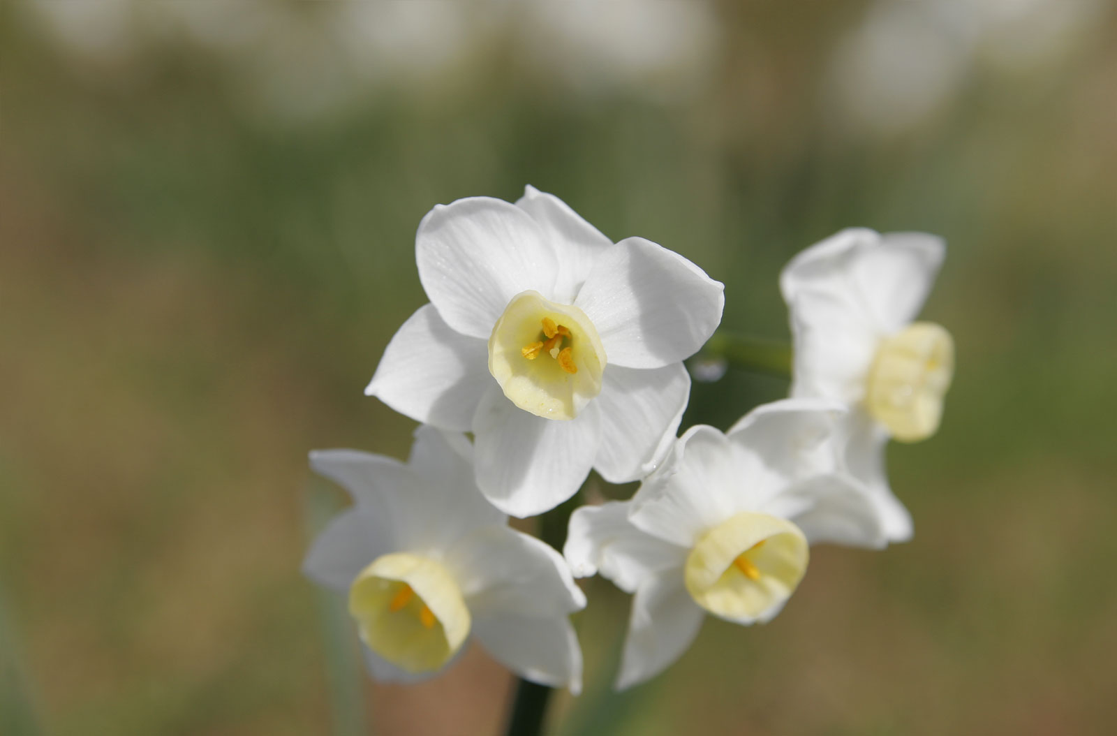 Flowers with no depth of field